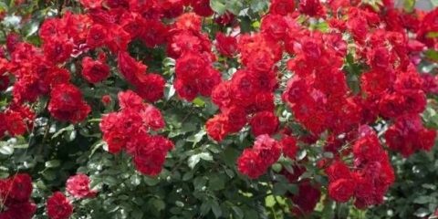 Sadnja ruža u jesen na uralu